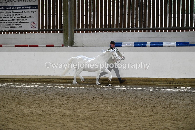 WJ5_5357 - Class 4 In hand M&M - small breeds