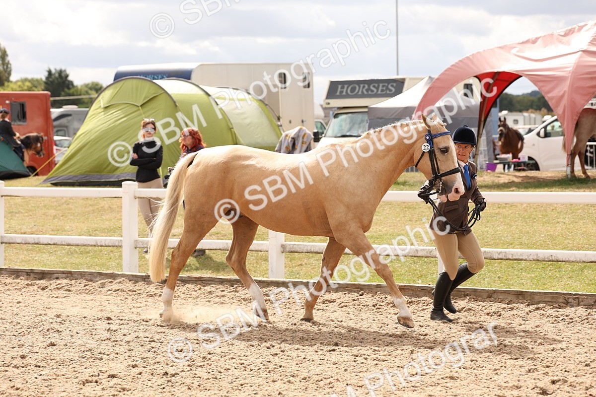 SBM_14659 - Class 208 - IH Veteran Horse