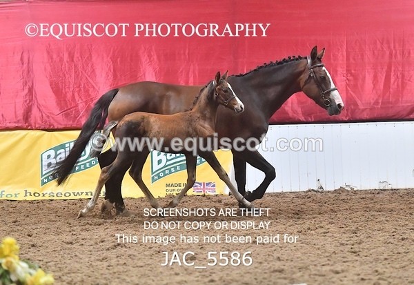 JAC_5586 - 13 Zi Real McCoy