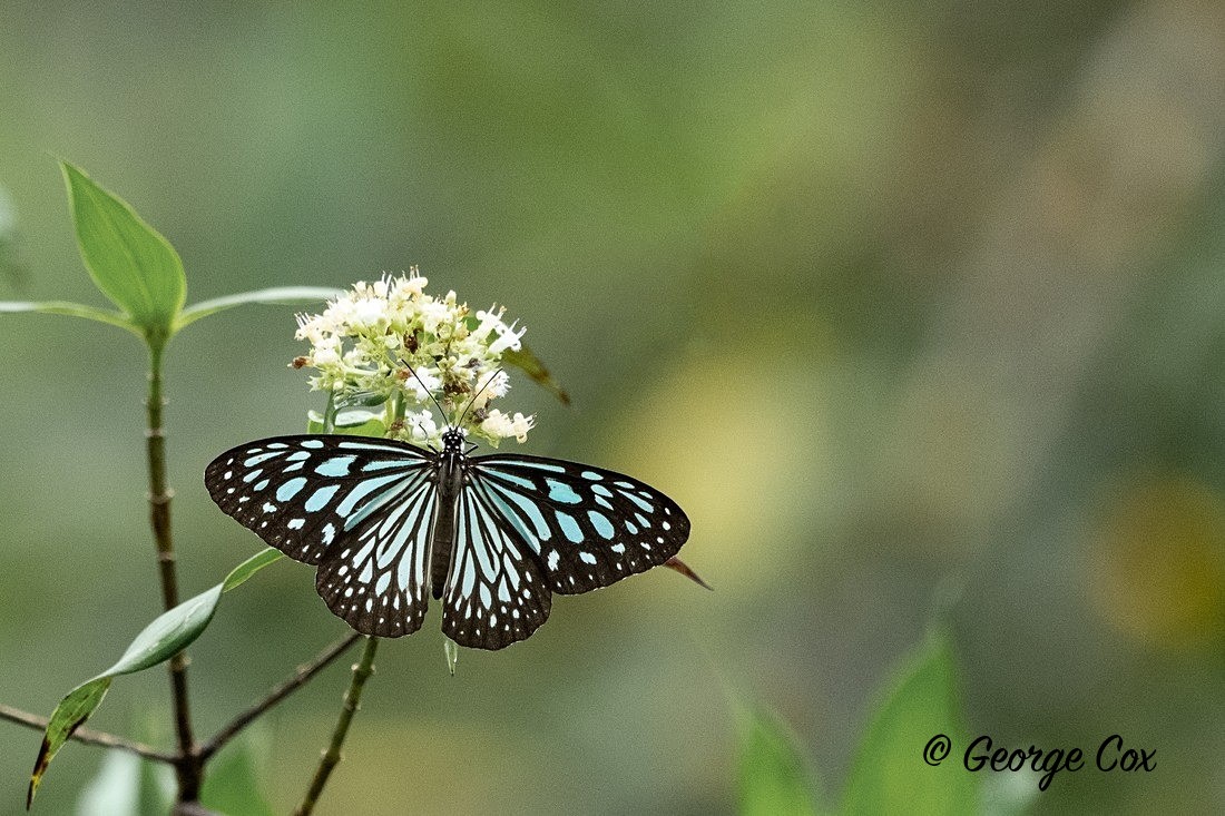 Blue Glassy Tiger - Sri Lanka