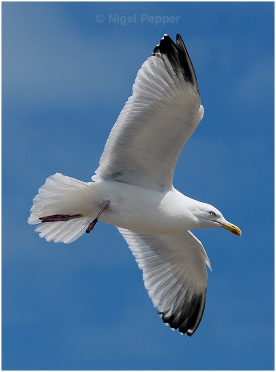 April 30th 2009 - Leggy the Herring Gull