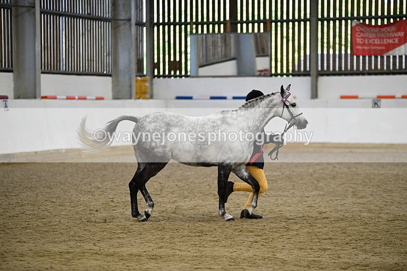 WJ5_5739 - Morning in hand Championship