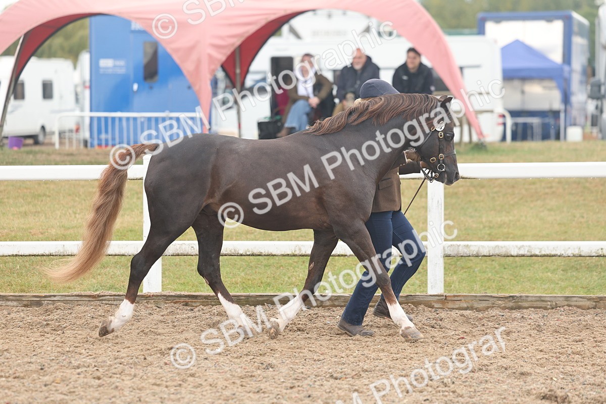 SBM_08412 - Class 29 - IH Veteran Pony
