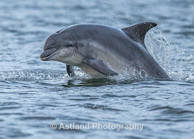 Astland Photography, Bird and Wildlife Images, Susan and Peter Wilson, U.K.