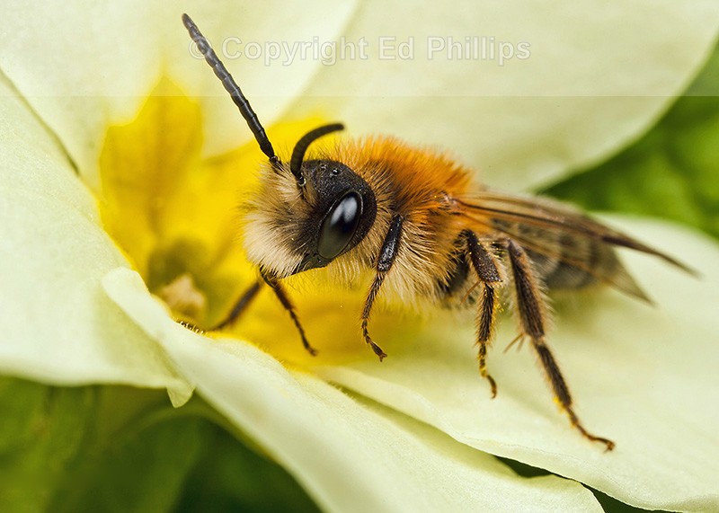 Andrena fulva (m)