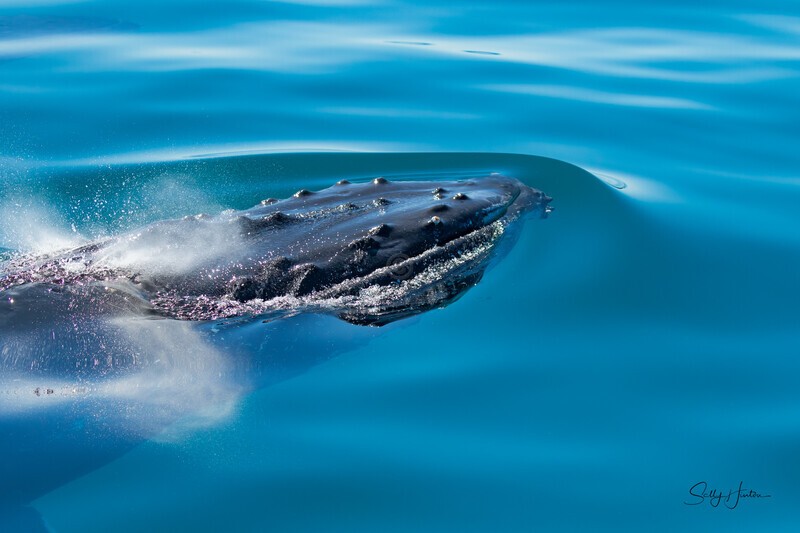 Gliding Blow 1 0A3A1061 - Humpback Whales