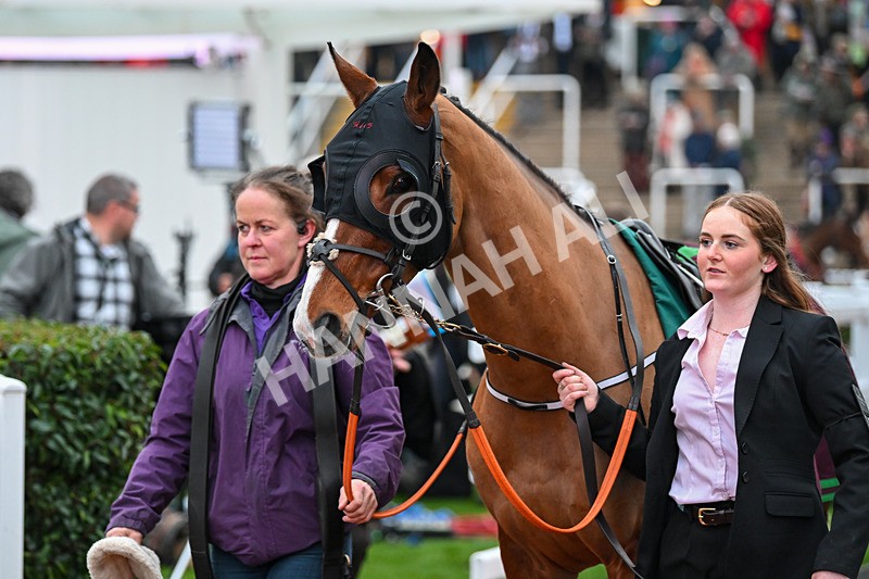 151124-Race 6-Paddock-Chutzpal-8734 - Race 6