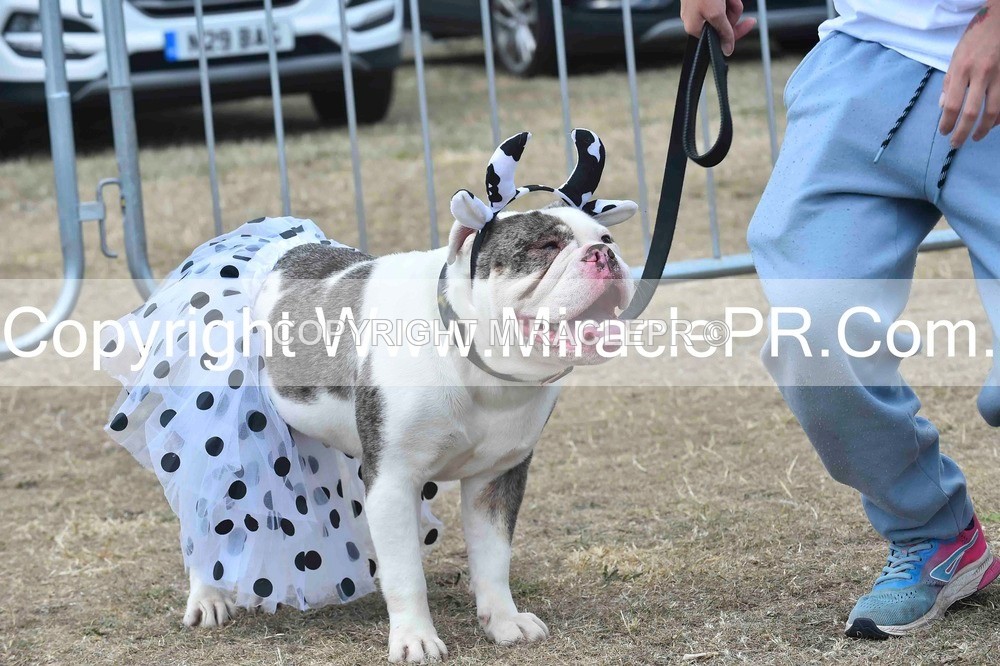SH4_0290 - Dog show.