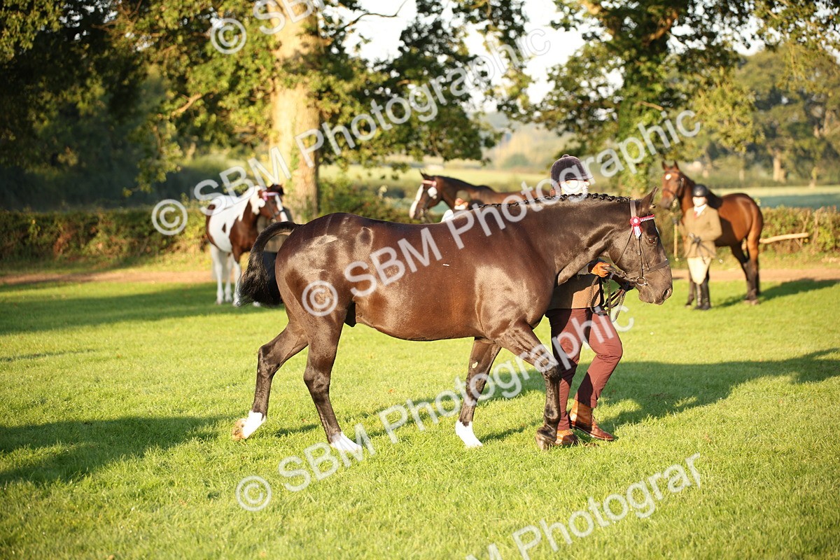 SBM_56873 - S49 - Riding Horse & Hack & Thoroughbred In Hand
