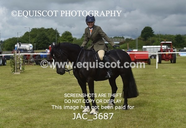 JAC_3687 - 75CM WORKING HUNTER