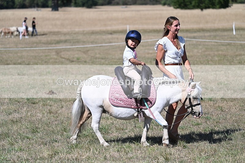 WJ7_1398 - Class 41 Prettiest Mare