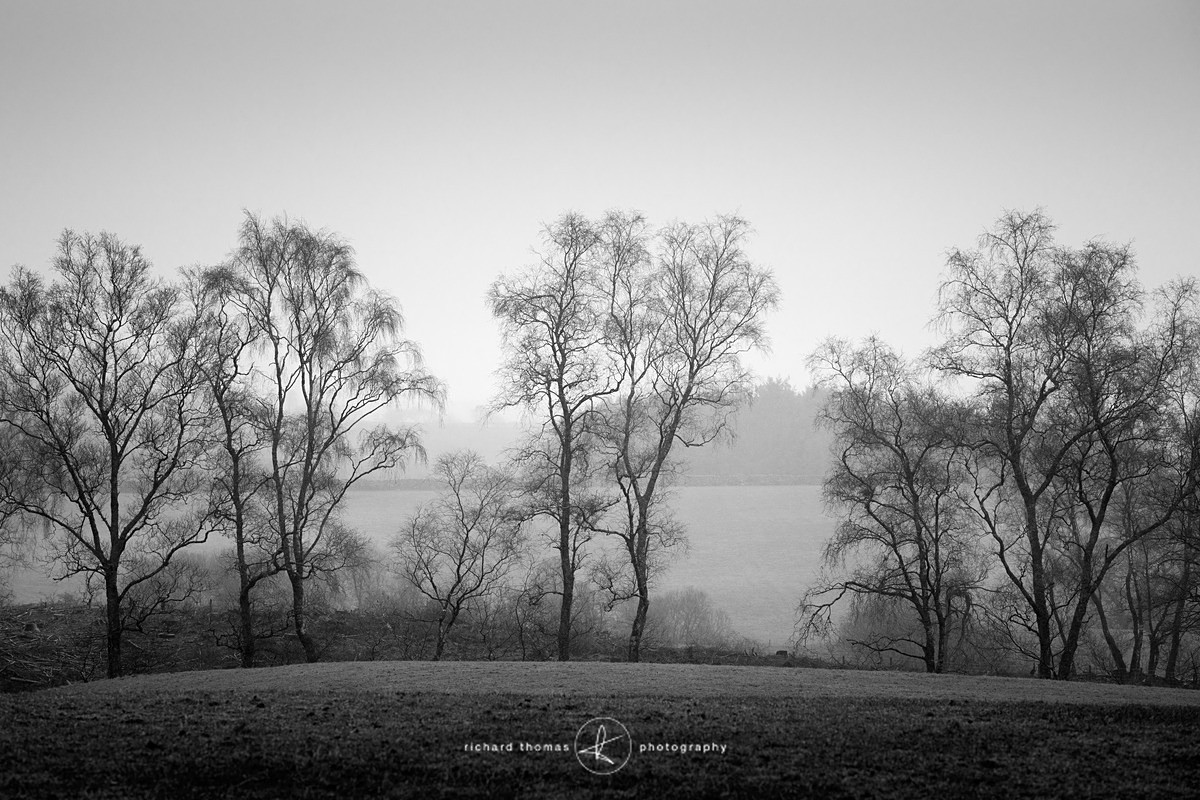 Road to Nebo - Mono Mist Trees