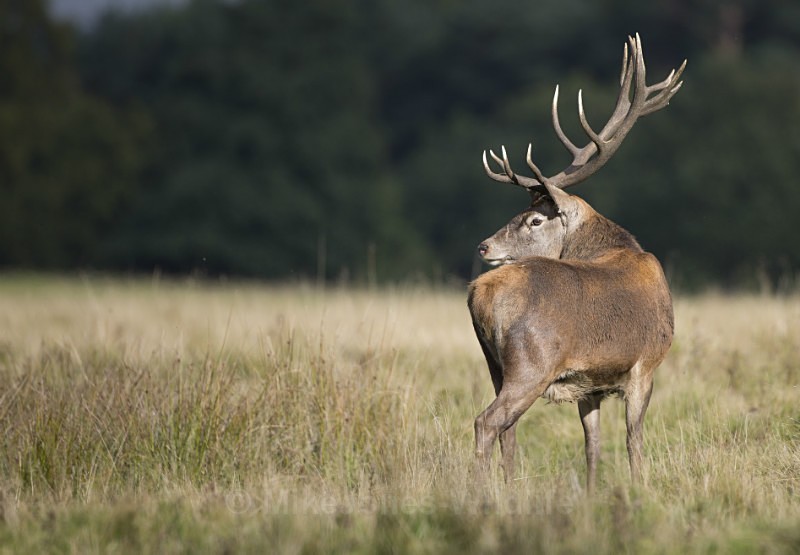 _H5X8731 Red Deer 'Rut' 2015 - New Deer Rut  2015