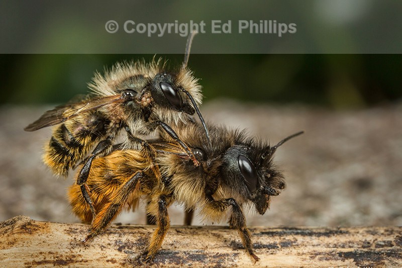 Osmia bicornis - Pair