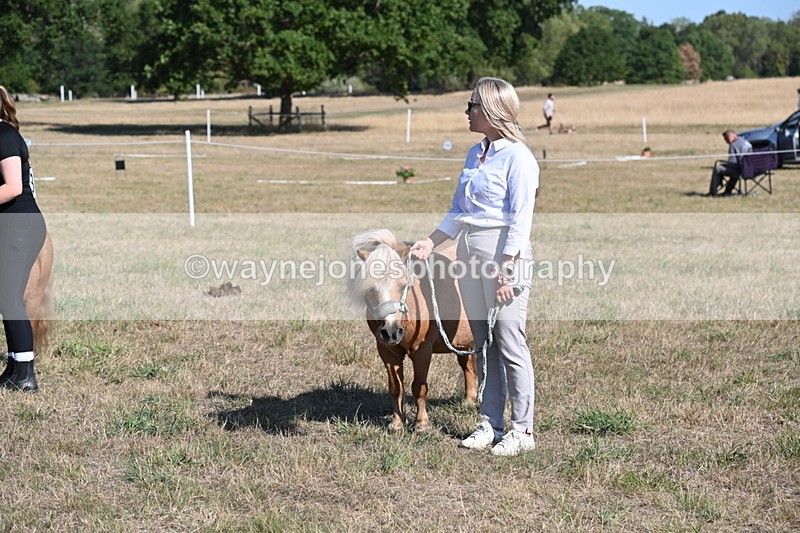WJ6_7308 - Class 33 Rescue Pony