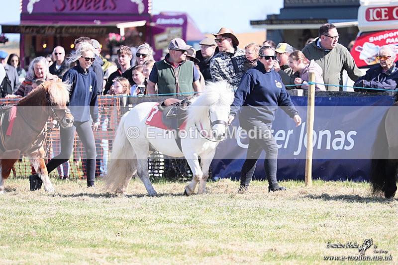 Shet 060426 15 - Shetland Pony Racing Paxford Races Easter Mon 06/04/26