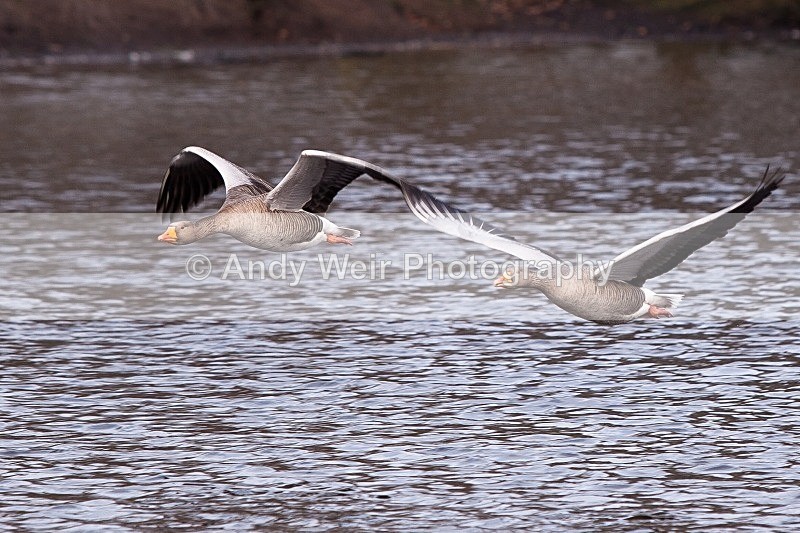 20120303-_MG_8995 - Greylag Goose
