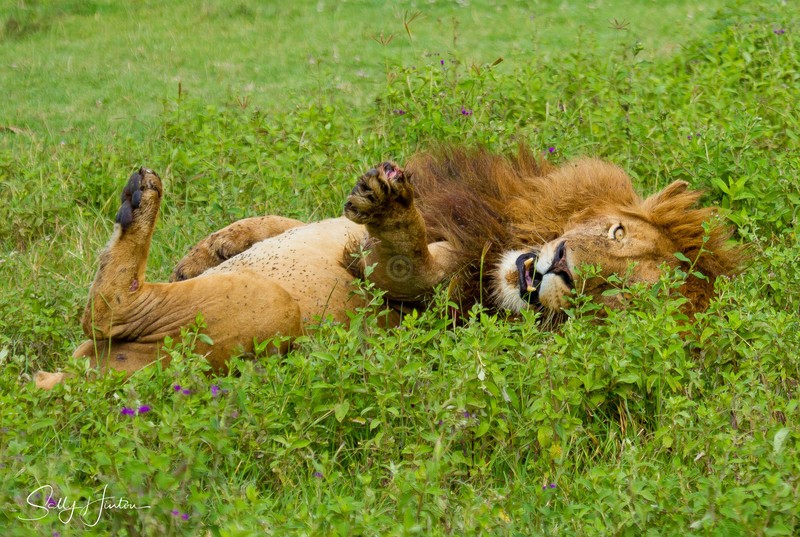 Lion in Clover