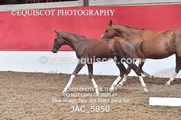 JAC_5850 - 11 Pandora of Westoak