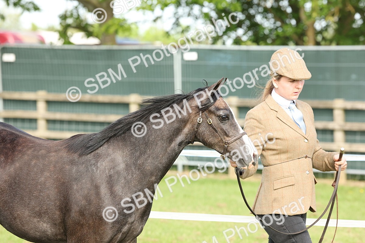 SBM_00672 - Class 6-13 - Mountatin and Moorland In Hand Welsh Breeds