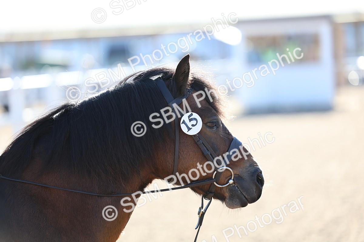 SBM_07845 - Class 301 - Ridden M&M - Small Breeds