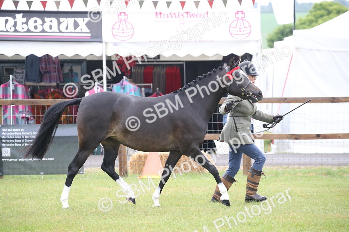 SBM_00055 - Class 17-20 - Arab & Part Bred - Anglo Arab In Hand