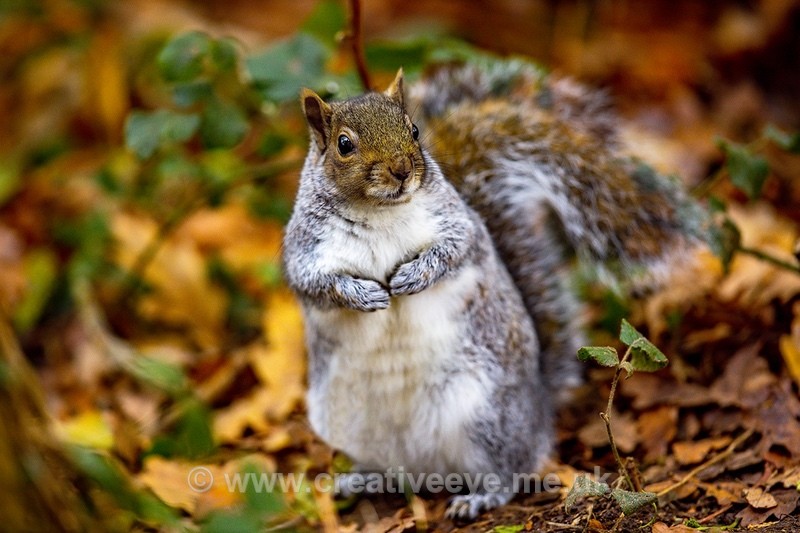 No.0096 Gray Squirrel - Animal world