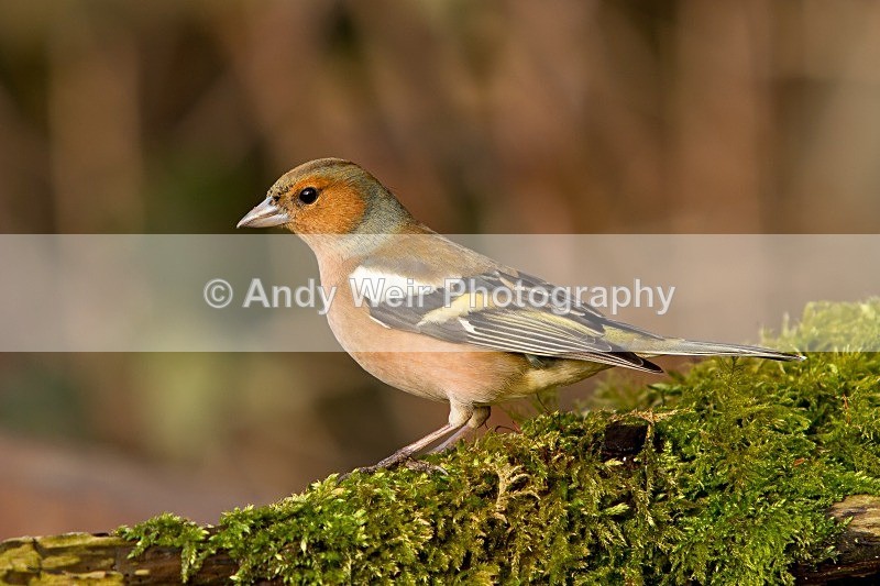 20120218-_MG_9139 - Chaffinch