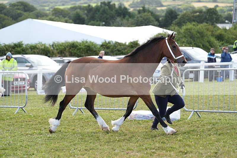 DSC05766 - Class 51: NPS M&M 4 years and over Large Breeds