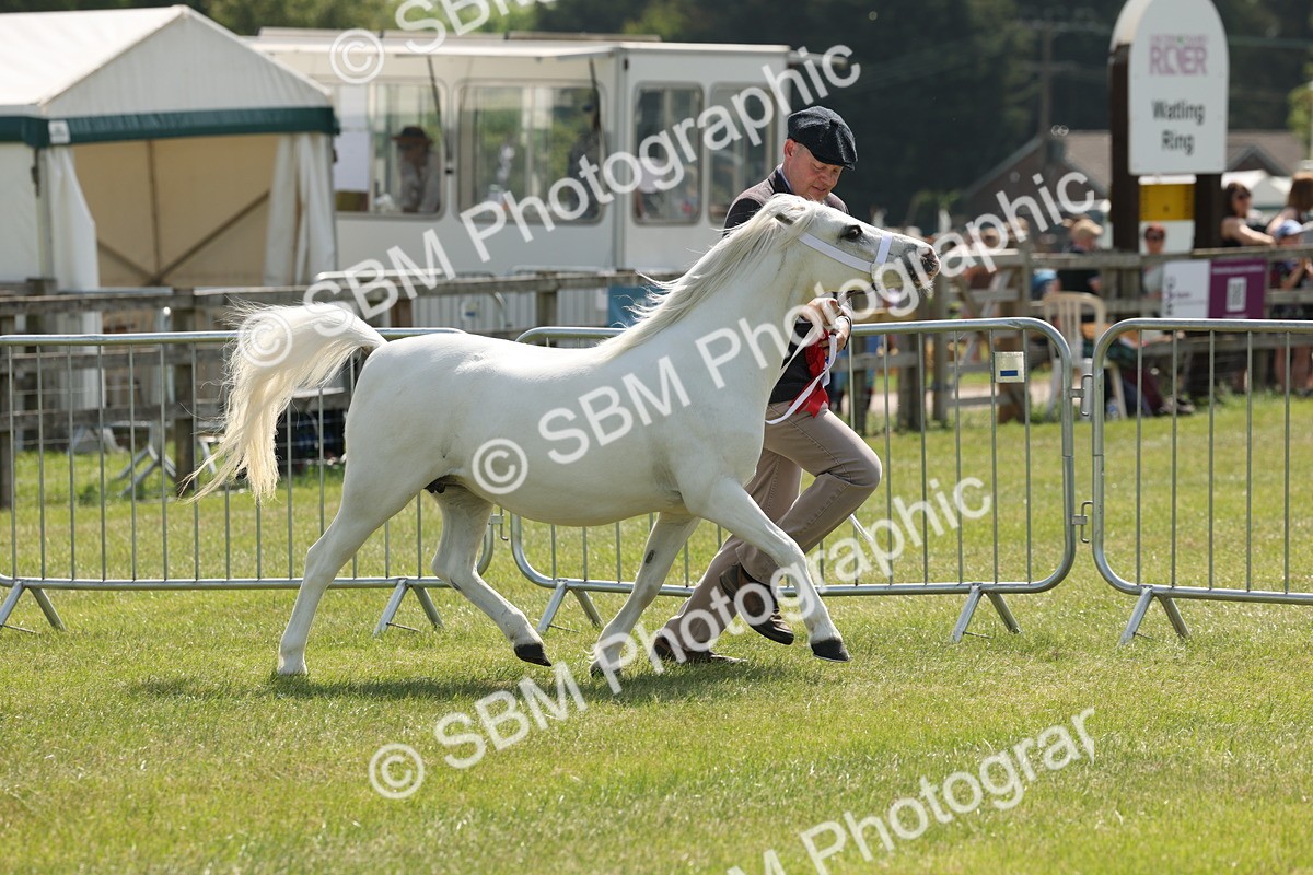 SBM_02393 - Class 6-13 - Mountatin and Moorland In Hand Welsh Breeds