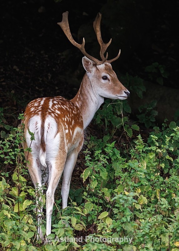 Astland Photography, Bird and Wildlife Images, Susan and Peter Wilson, U.K.