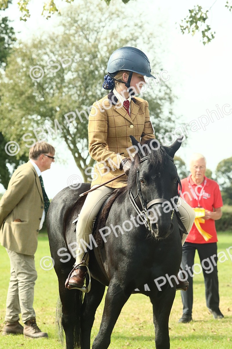 SBM_66729 - S34 - Rehabilitated Rescue Horse & Pony In Hand & Ridden
