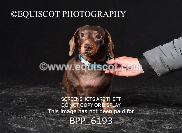 BPP_6193 - LESLEY GRANGER DOGS