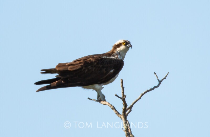 Osprey - Birds of Prey