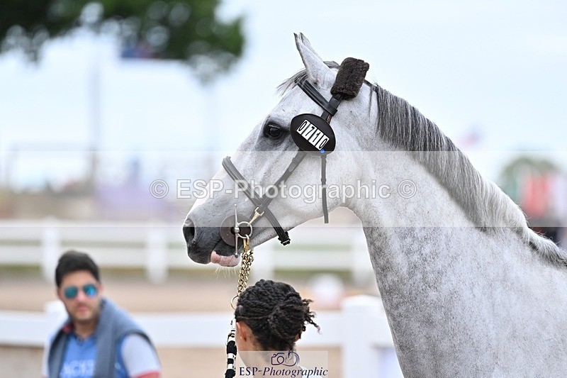 250716-170105-00795 - Trot Up 4.30 to 5.00