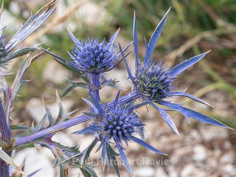 Amethyst sea holly, (Eryngium amethystinum) or the amethyst eryngo,Italian eryngo - Flower Portraits