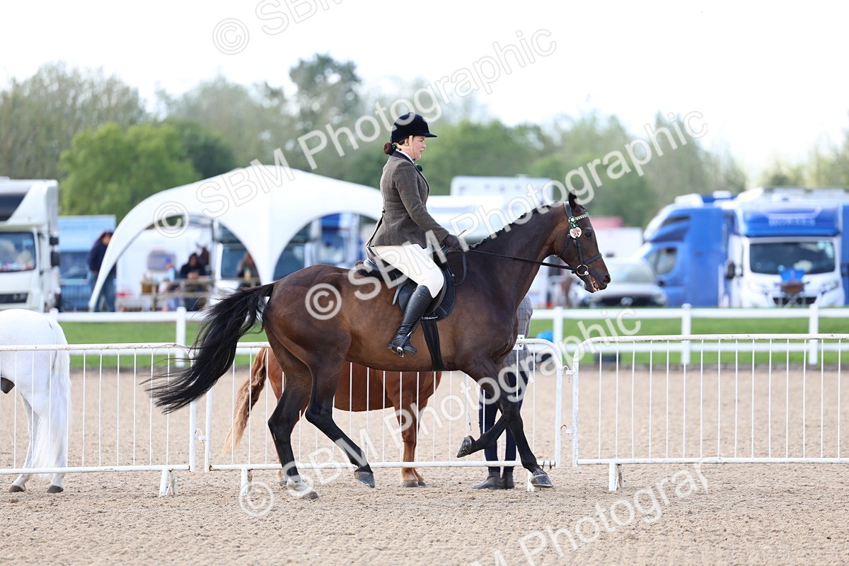SBM_10839 - Class 305 - Ridden Foreign Breeds - Pure Bred