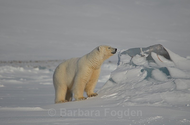 Polarbear 0602 - Wildlife