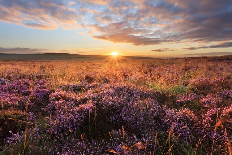 Curbar Edge | Sunrise Heather in Peak District, Derbyshire