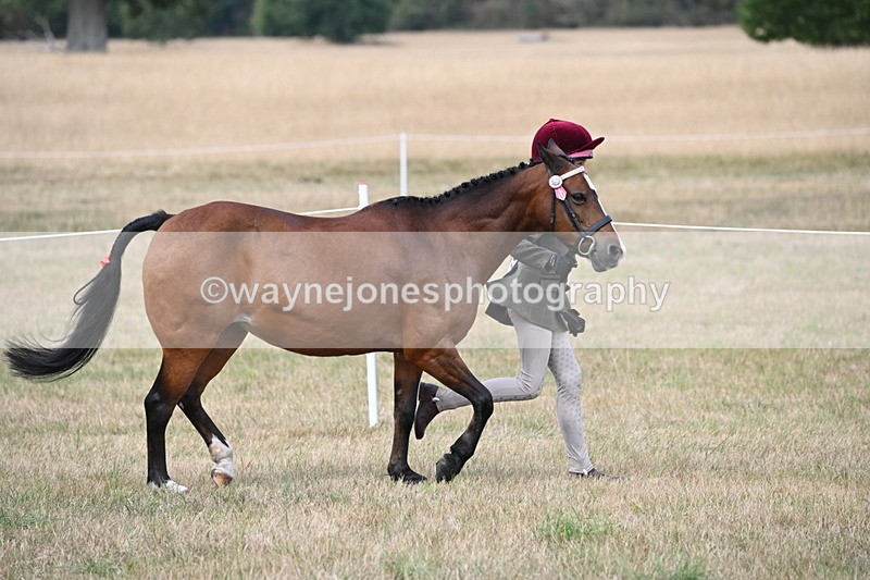WJ6_6374 - Class 19 In-hand Veterans (Uploaded correct folder)