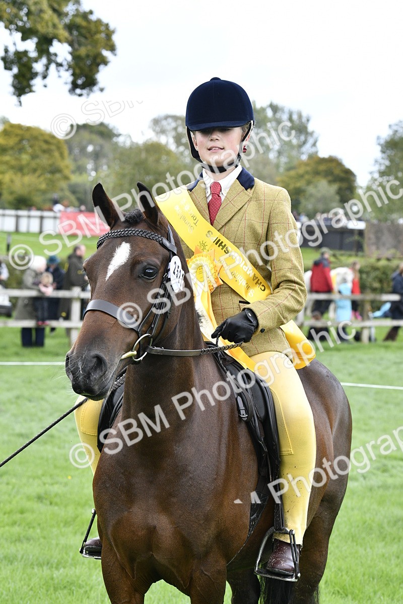 SBM_38286 - S31 - Novice & Newcomer Working Hunter Pony