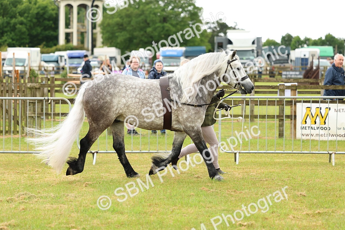 SBM_00470 - Class 58-67 - M&M Non Welsh Pony In hand