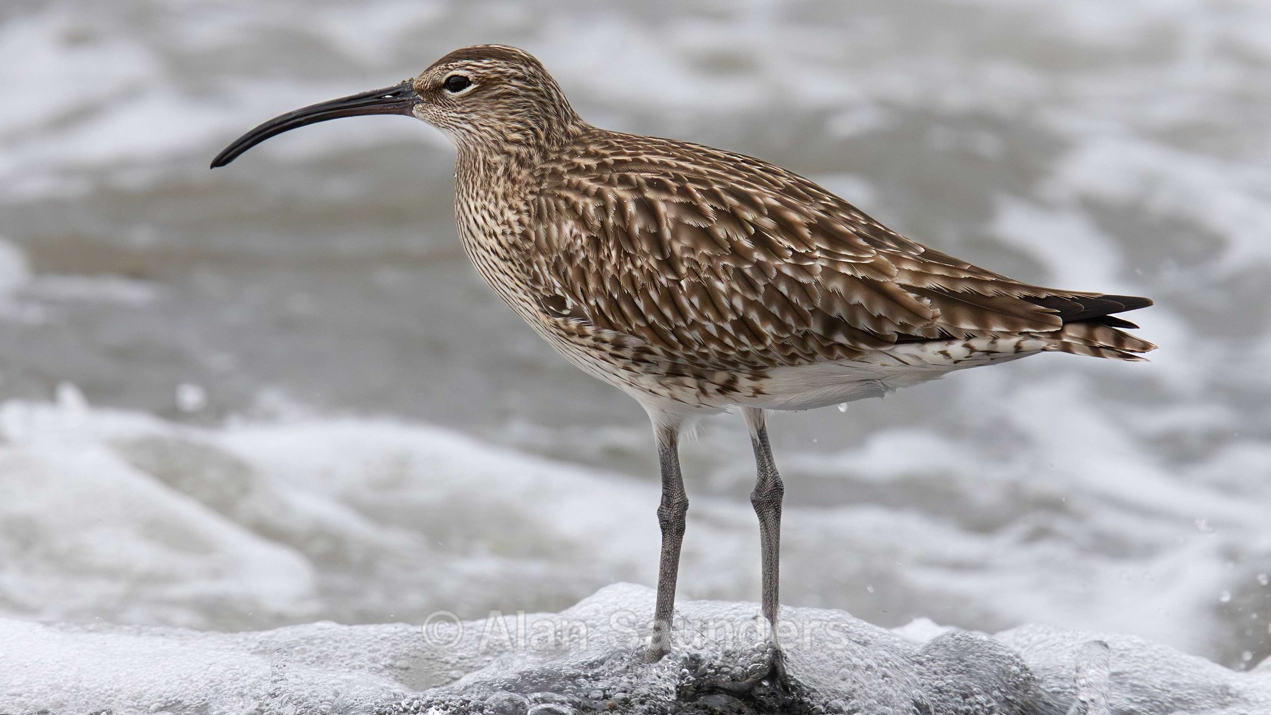 Eurasian Whimbrel 7