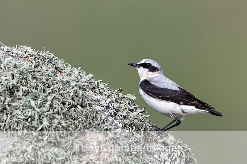Northern Wheatear  (m) - Macin National Park