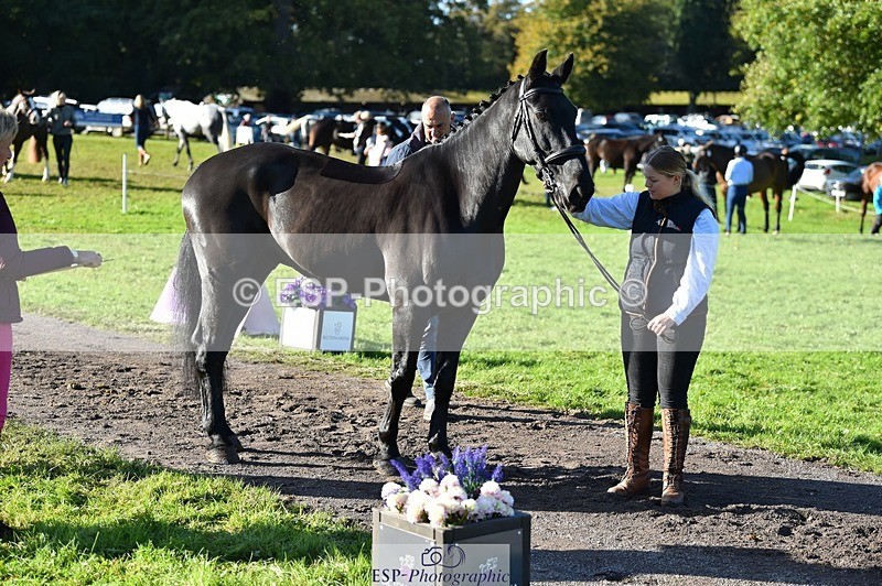 231022-103806-22630 - 505-MR.DARCY-Eleanor.Newcombe-TrotUp+SJ