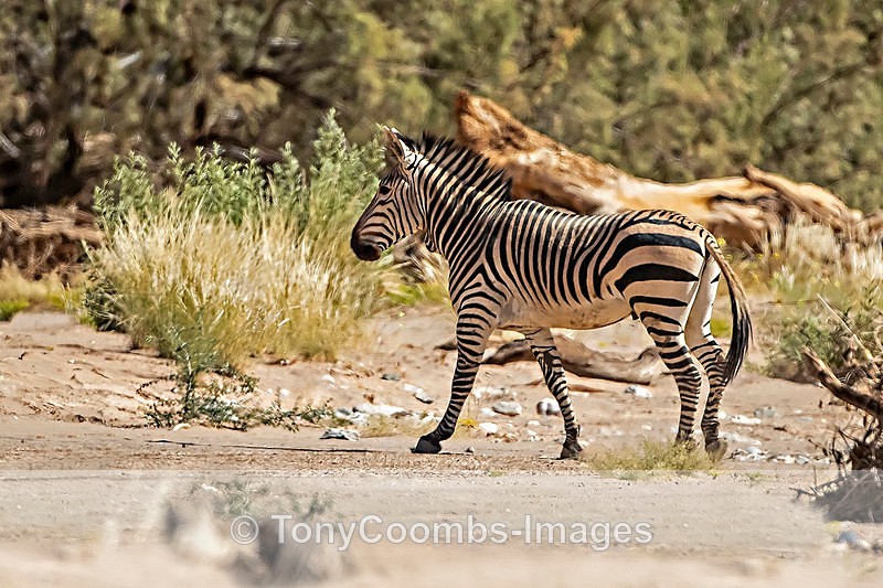 Hartmann's Zebra - The Hoanib