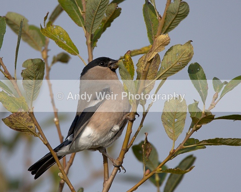 20091010-2009 10 10 WE 014 - Finches