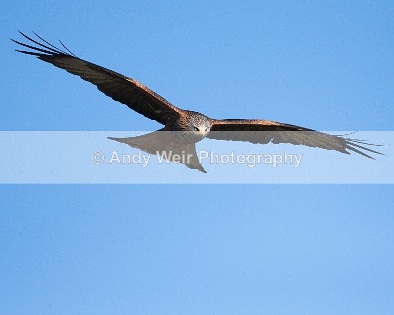 20100130-IMG_2961 497 - Red Kite