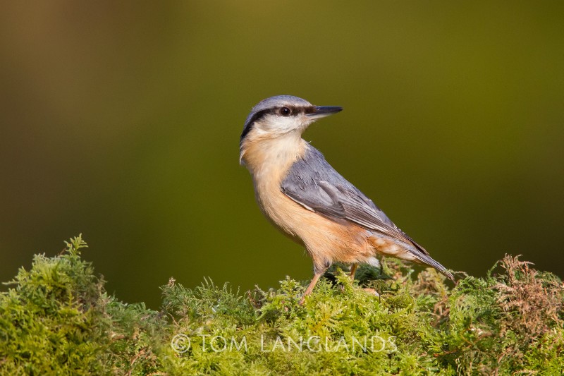 Nuthatch - All Other Birds