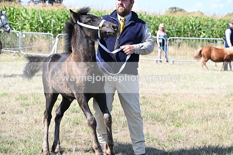 WJ6_4683 - Class 17 Mountain & Moorland
